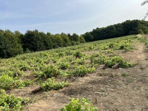 Lire la suite à propos de l’article Des racines et des mains : l’insertion en action dans les vignes de Lebucquière