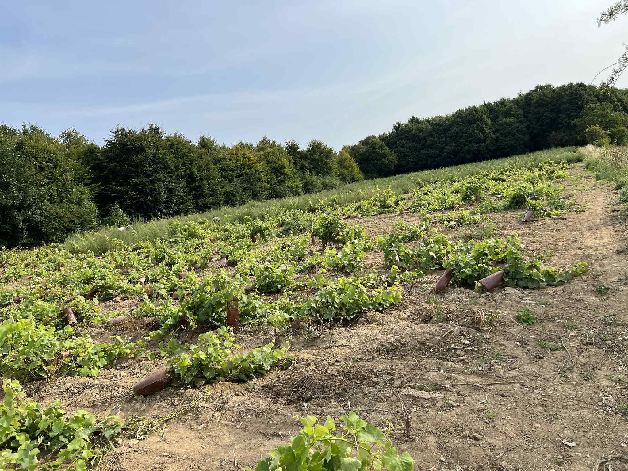 Lire la suite à propos de l’article Des racines et des mains : l’insertion en action dans les vignes de Lebucquière